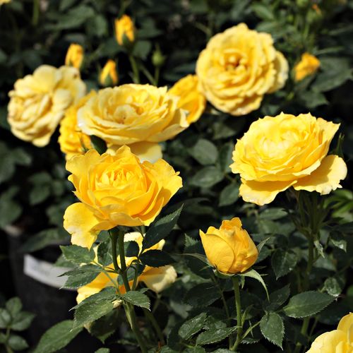 Gärtnerei - Rosa Gold Pin™ - gelb - zwergrosen - diskret duftend - Mattock, John - Grelle, gruppenweise üppig blühende Rose, geeignet als Randdekoration, vor große Pflanzen gesetzt attraktiv.